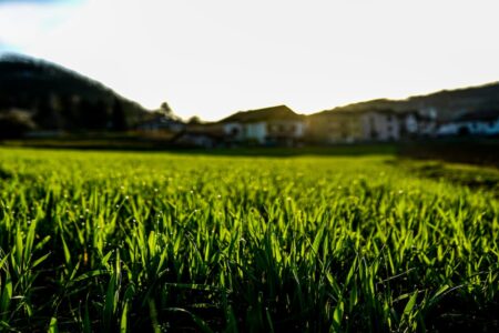 campo di grano tenero
