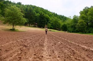 campo di patate biologiche