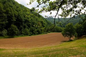 campo biologico